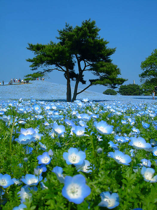 Hitachi Seaside Park-японский национальный парк в разное время года