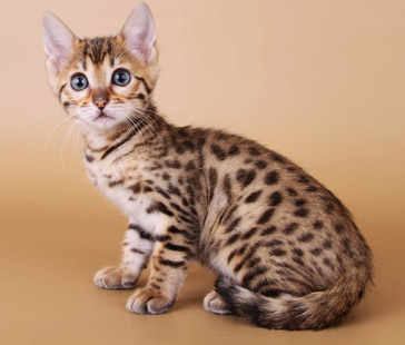 красивый бенгальский котенок